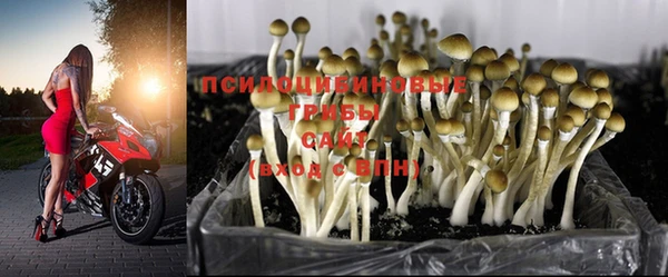 ПСИЛОЦИБИНОВЫЕ ГРИБЫ Лихославль